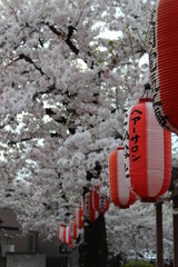 Takasaki Sakura Cherry Blossoms and Lanterns - April 3rd, 2021