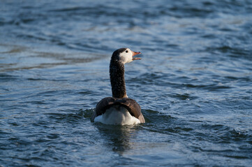 A Canada goose,Branta canadensis, is swimming in a river in springtime