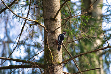 Woodpecker on the tree