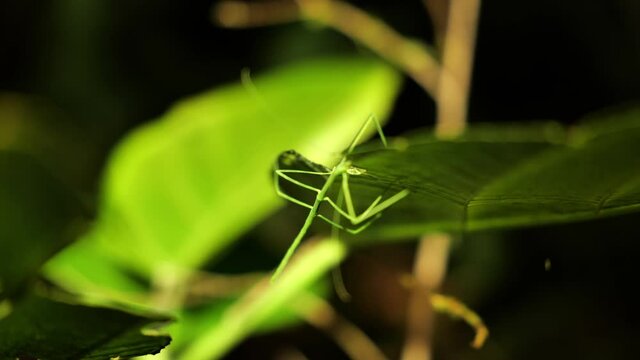 green Phasmatodea Pijnackeria hispanica on a leaf Costa Rica