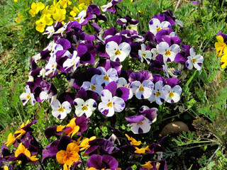 Purple and white violets.