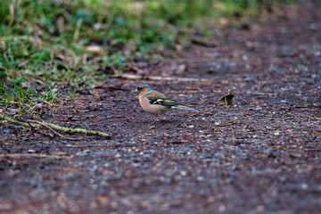 Small bird on the street.