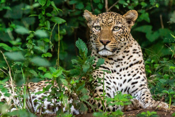 Naklejka na ściany i meble A female leopard lies in the bushes in the Lower Zambezi park