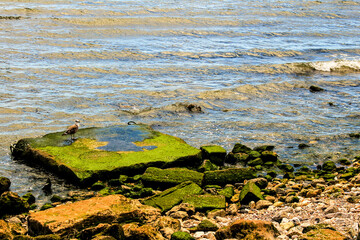 Seagull perched on a stone with algae