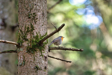 Orange bird. Small bird with orange spot.