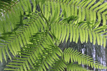 fern leaf background