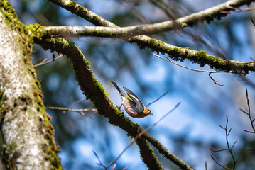 Orange bird. Small bird with orange spot.