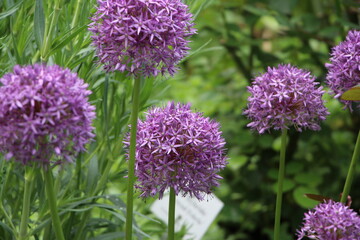 purple flowers in garden