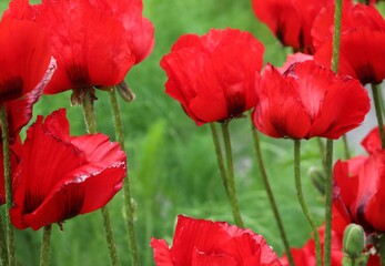 red poppy flowers