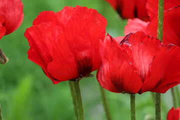 red poppy in the garden