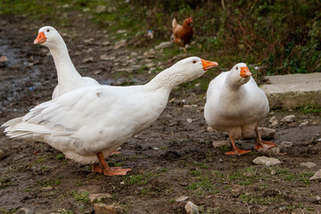 Dance of the Geese
