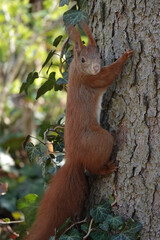 Eichhörnchen am Baumstamm