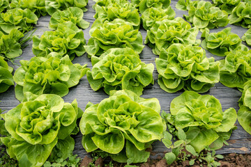 A field of young letuce