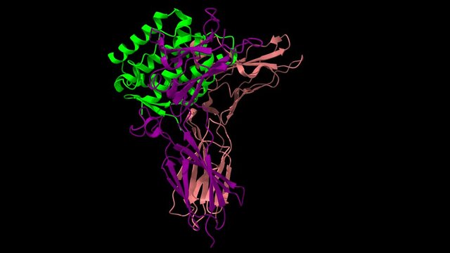 Ternary structure of human interleukin-20 (green) in complex with its receptor (pink and violet), animated 3D cartoon and Gaussian surface models, black background