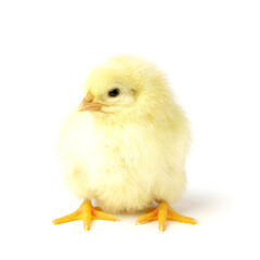 little chicken isolated on white. homemade chicken
