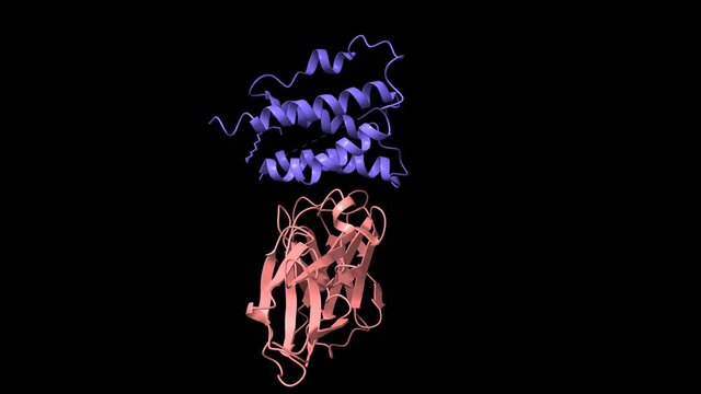 Structure of human interleukin-7 (blue) in complex with its alpha receptor (pink), animated 3D cartoon and Gaussian surface models, black background