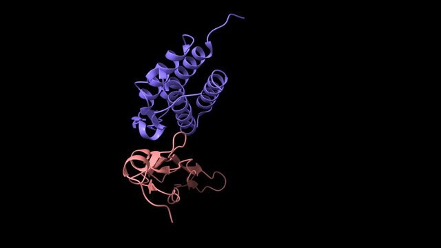Structure of human interleukin-15 (blue) in complex with its alpha receptor (pink),  animated 3D cartoon and Gaussian surface models, black background