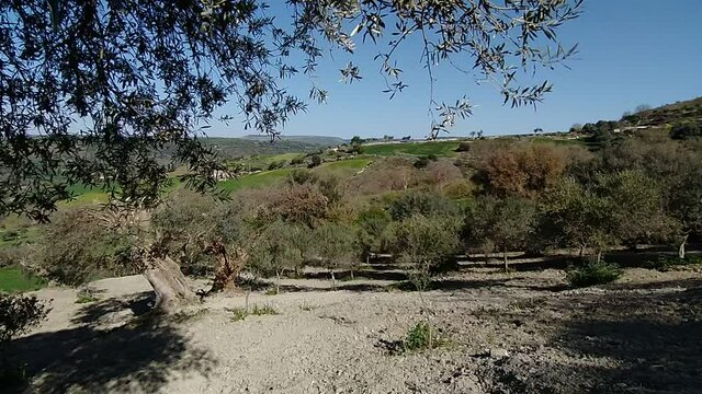 Panorama of a field of olive trees.
Secular olive tree