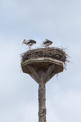 Weißstorch-Nest mit zwei Störchen an der Lahn zwischen Heuchelheim und Allendorf in Hessen,...