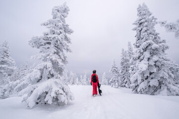 Snowboarder woman walking through snow covered Christmas tree forest carrying snowboard. Powder...