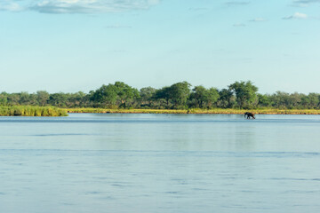 An elephant wading across the Zambezi in shallow water