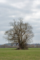 Portrait eines alten Baums in der Lahnaue zwischen Allendorf und Heuchelheim bei Gießen in Hessen,...