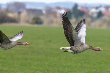 Zwei Graugänse im Flug an der Lahnaue in der Nähe von Gießen in Hessen, Deutschland
