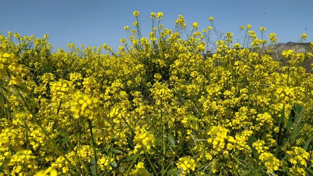 wild mustard sinapis arvensis.
video of yellow wild mustard flower.