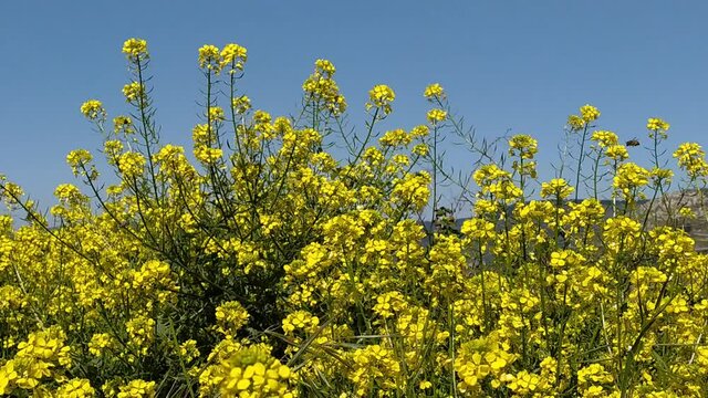 wild mustard sinapis arvensis.
video of yellow wild mustard flower.