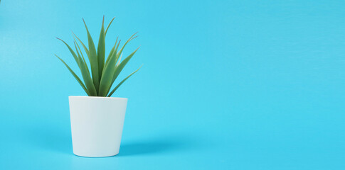 Artificial cactus plants or plastic or fake tree on blue background.it is isolated