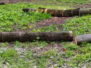 sawed old trees in the park in spring