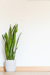 Plant on the floor mockup. beautiful trendy plant in the house on the floor