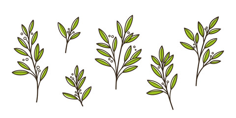 Laurel. Different types of branch. Simple contour vector illustration for packaging, corporate identity, labels, postcards, invitations.