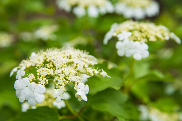 Blooming viburnum branches in soft blurred focus. Spring green background.