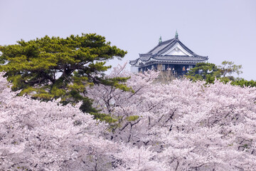 愛知県岡崎市　岡崎城天守閣と満開の桜