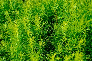 緑の世界、マクロ撮影