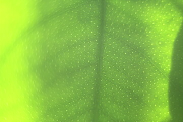Abstract blurred defocused background. Green Leaf texture on backlight. 