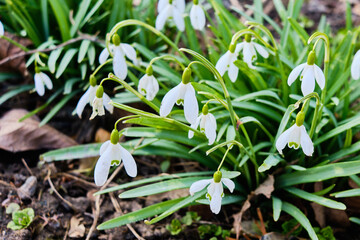 Snowdrop flower in early Spring