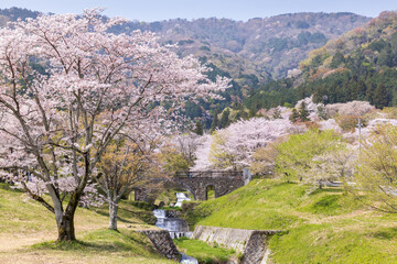 岐阜県揖斐郡池田町　霞間ヶ渓の桜3