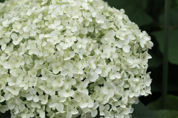 白く美しい貴婦人の紫陽花のアナベル。