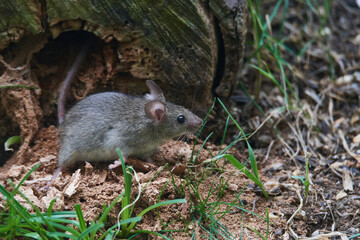 Hausmaus bei der Nahrungssuche