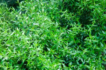 Green grass. natural background texture. fresh spring green grass. Botanical garden