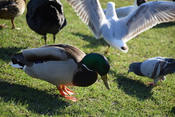 Close up side view of male duck on green grass amongst other birds, winter, Degnemosen, Copenhagen, Denmark