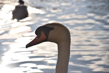 Close up side profile view of white whooper swan head, swimming in a shimmering pond, Copenhagen, Denmark