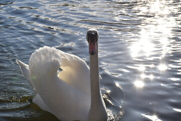 Close up frontal view of white whooper swan looking at camera, swimming in lake, sun reflecting off water, winter time, Degnemosen, Copenhagen, Denmark