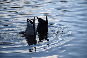 Close up of a pair of ducks diving for food in pond, tails turned up, rings in water, drake and duck, Copenhagen, Denmark