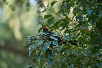 One of the most familiar birds in parks and gardens of Europe, the common blackbird. This one is perched on a branch with some fruits.