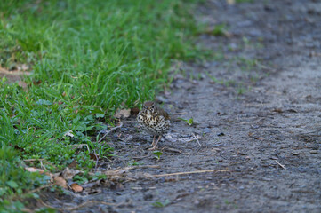 the Closeup of a Song thrush Turdus philomelos bird singing in a tree during Springtime season.