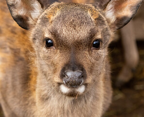 Schau mir in die Augen....