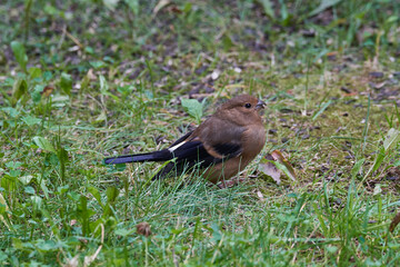  Gimpelmännchen füttert seine Jungen